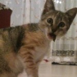 Εικόνα προφίλ του/της stardustgr